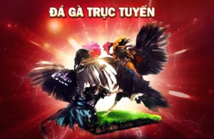 Hướng Dẫn Cách Chơi Đá Gà 3D Tại Loto188 Một Cách Chi Tiết